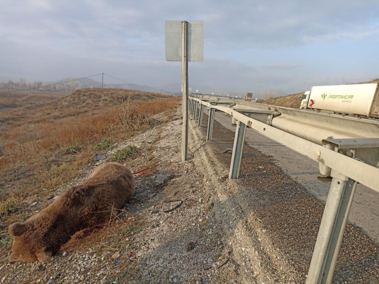 Kastamonu'da yol kenarında ölü ayı bulundu