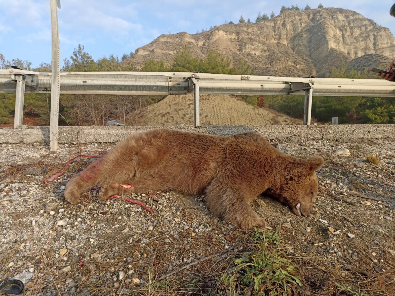 Kastamonu'da yol kenarında ölü ayı bulundu