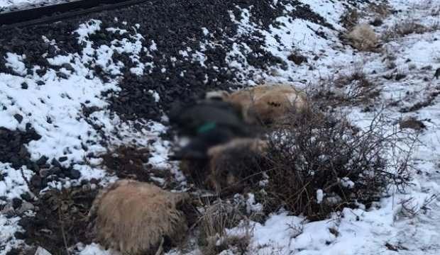 Erzincan'da feci olay! Çoban öldü, koyunlarda telef oldu