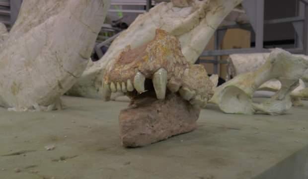 Kayseri'de bulundu! Tam 7,5 milyon yıllık aslan kafatası