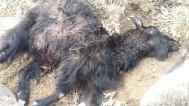 Bingöl'de koyun sürüsüne saldıran kurt sürüsü dehşet saçtı