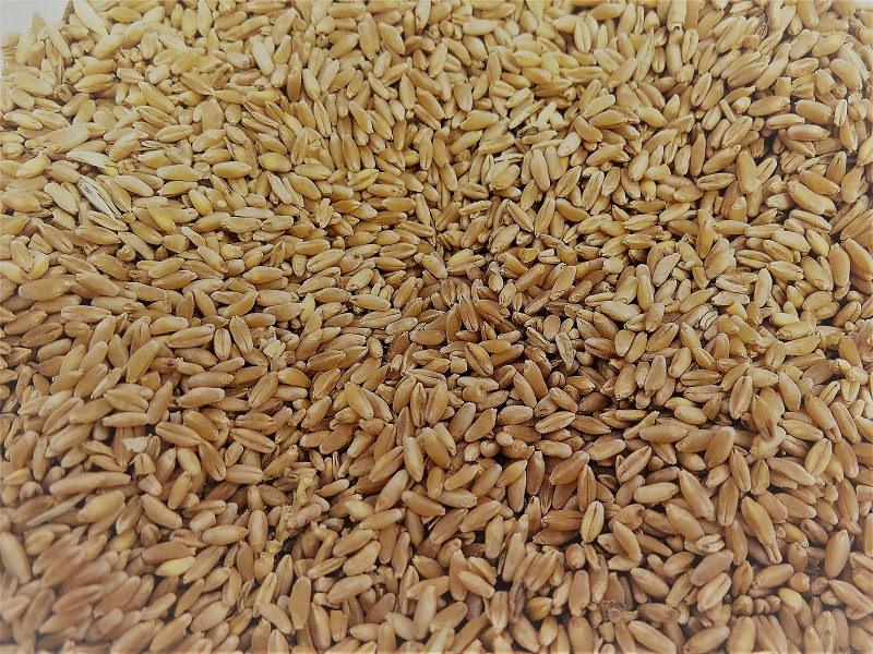 Urfa menşeili durum buğdayı