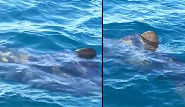 Balıkesir'de 10 metrelik köpek balığı paniği