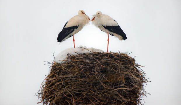 Hakkari&rsquo;de leylekler dondurucu soğuğa rağmen 3 yıldır g&ouml;&ccedil; etmediler