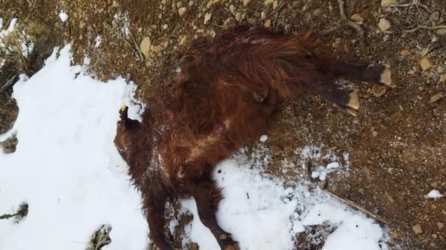 Bingöl'de koyun sürüsüne saldıran kurt sürüsü dehşet saçtı