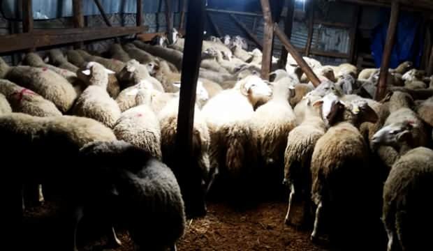 Bolu’da akılalmaz olay: İlanda gördüğü 81 koyunu araca yükleyip ödeme yapmadan kaçtı!