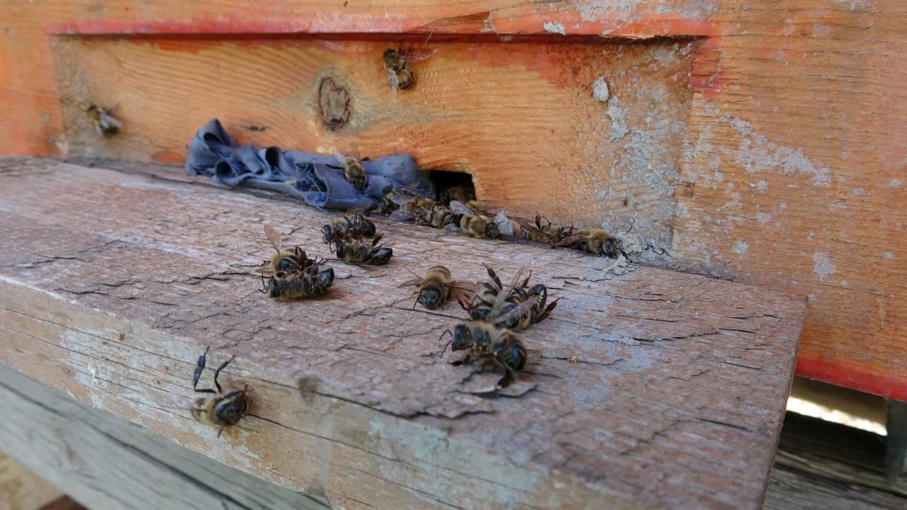 Van’da ürküten olay! Onlarca kovan arı telef oldu!