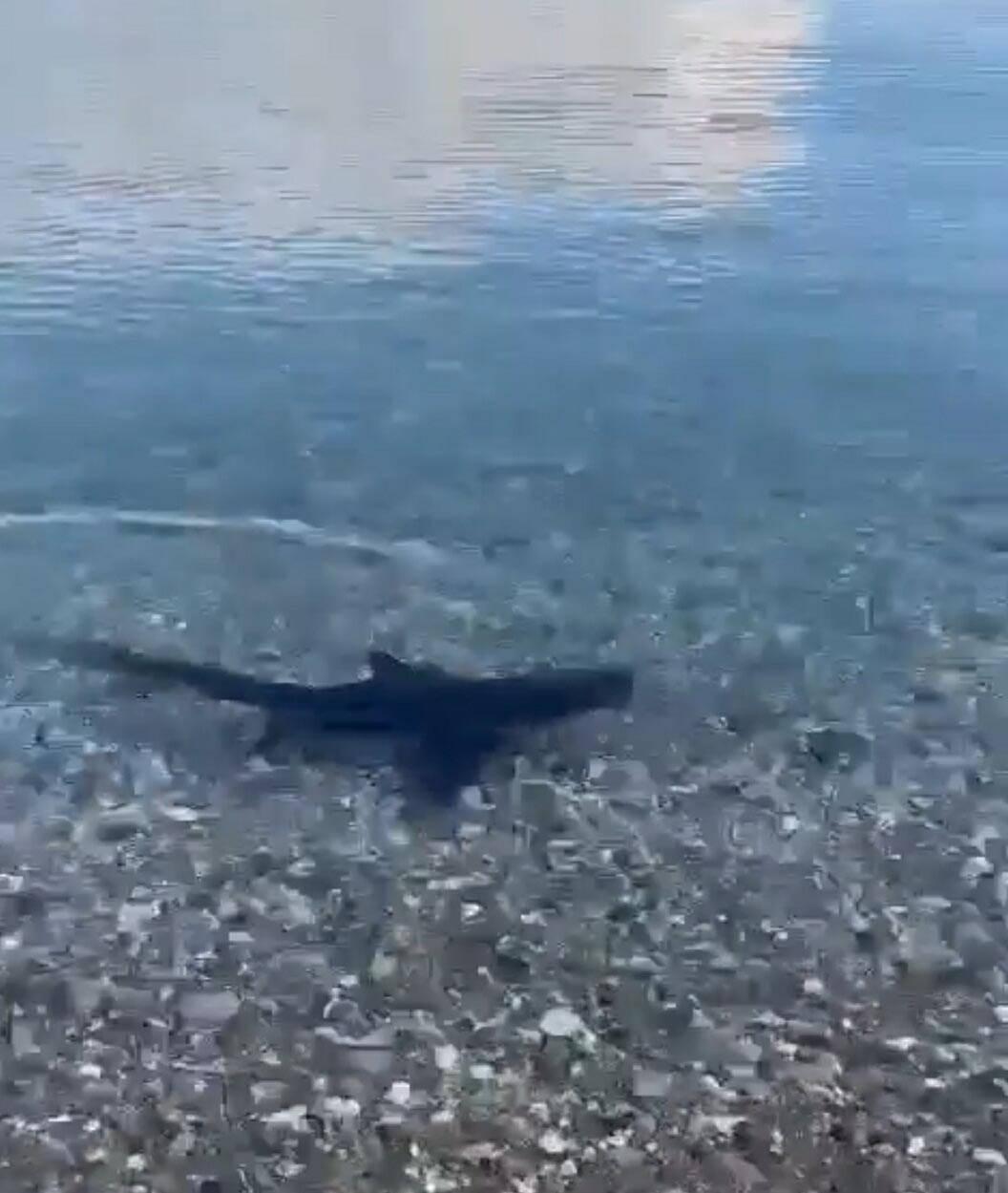 Muğla kıyılarında köpek balığı şaşkınlığı! Avlanırken görüntülendi