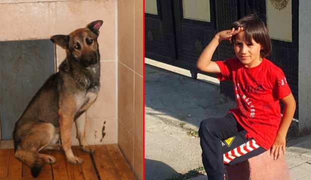 Van'da 10 yaşındaki Emir Mete’nin ölümüne sebep olan köpek hakkında karar  verildi!