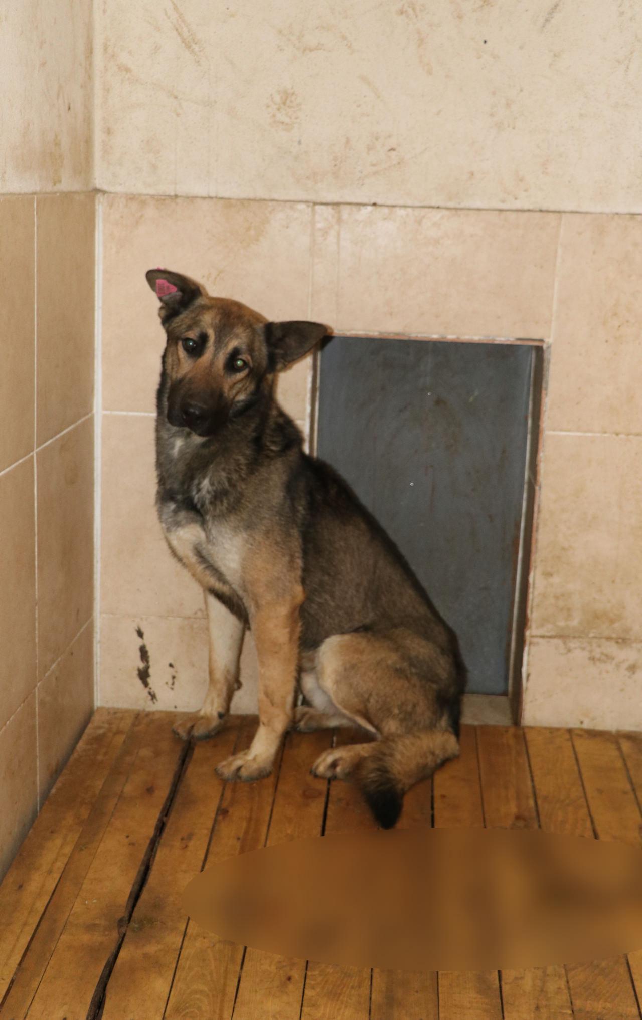 Van'da Emir Mete Durna'yı öldüren köpek