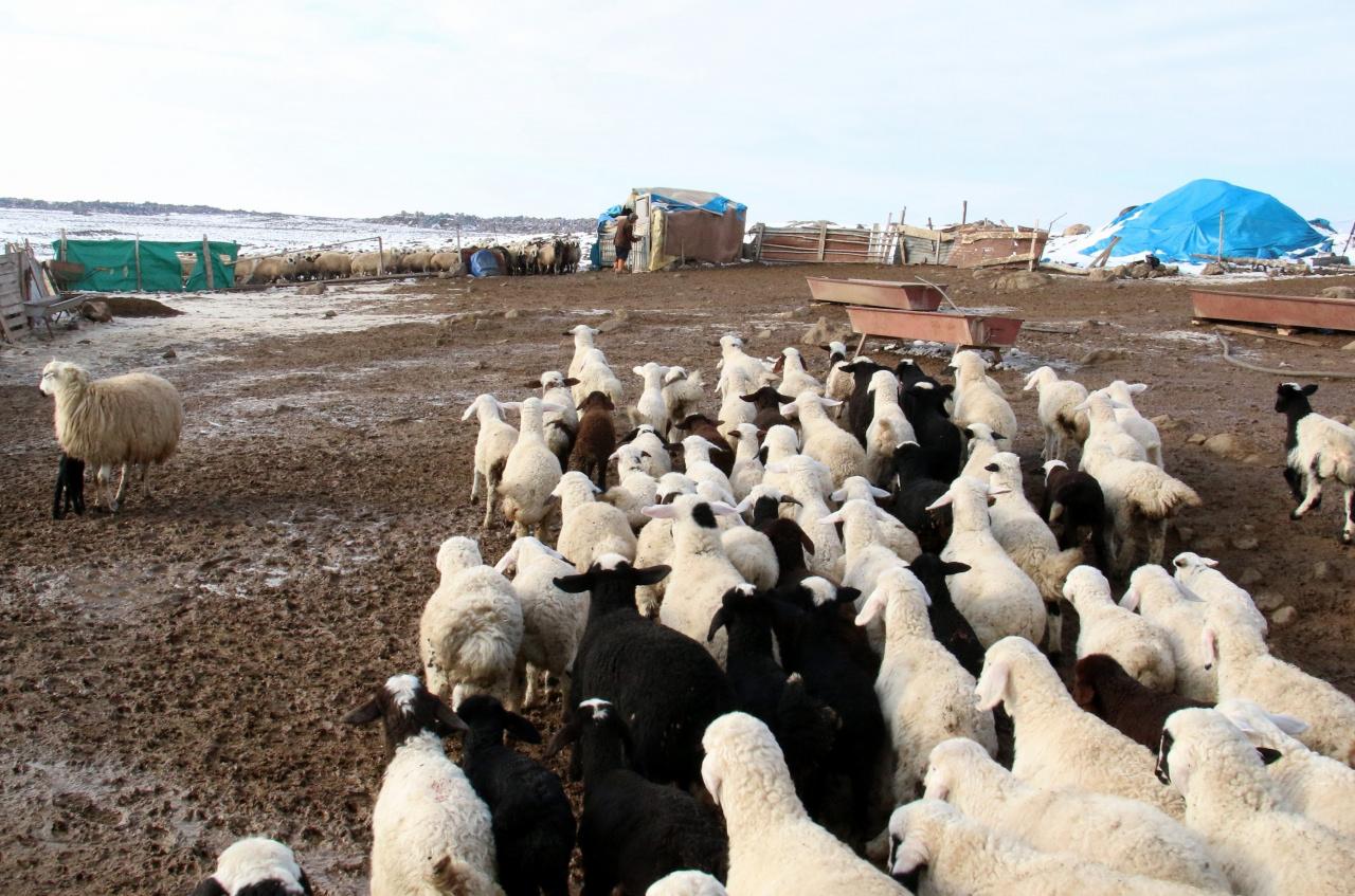 Erzincan’da göçerlerin ‘kuzu’ mutluluğu
