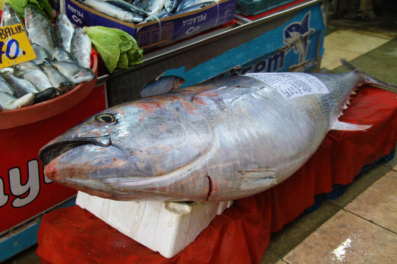 Denizi olmayan Elazığ'da devasa orkinos balığı şaşkınlığı!