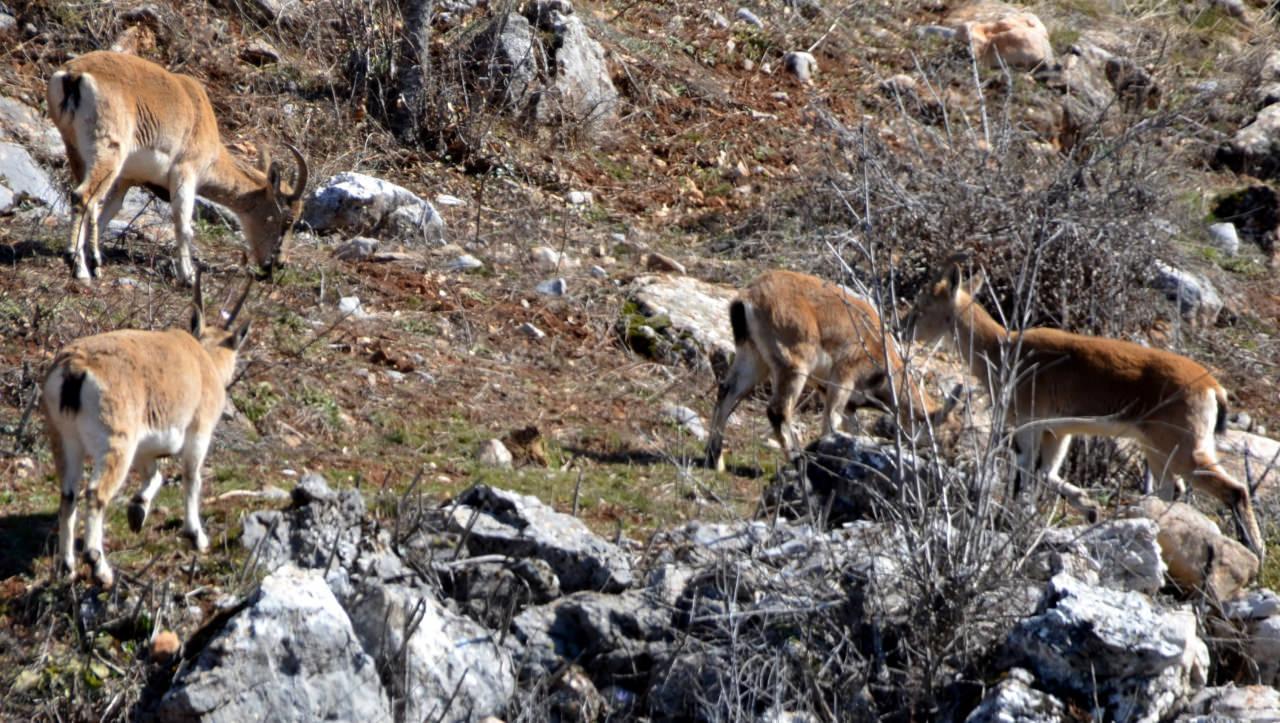 Antalya'da nesli koruma altında olan yaban keçisi sürüsü mahalleye indi!