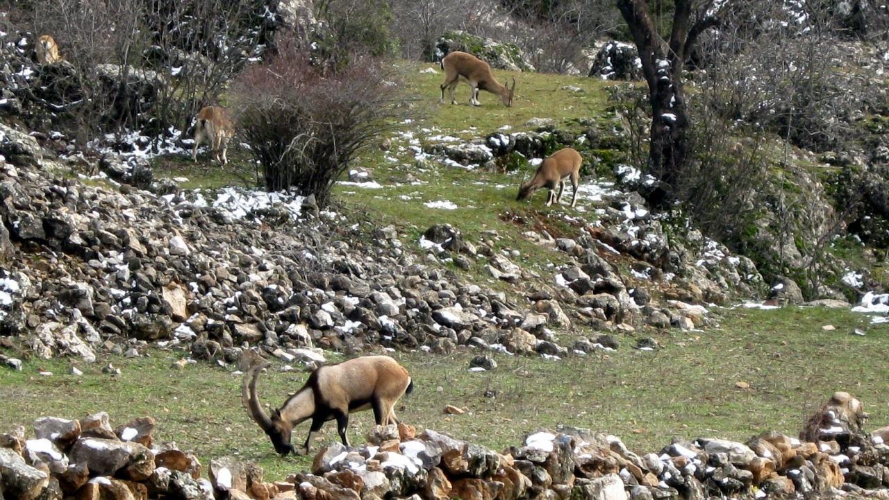 Antalya'da nesli koruma altında olan yaban keçisi sürüsü mahalleye indi!
