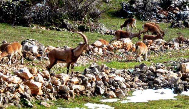 Antalya'da yaban keçisi sürüsü mahallede görüldü!