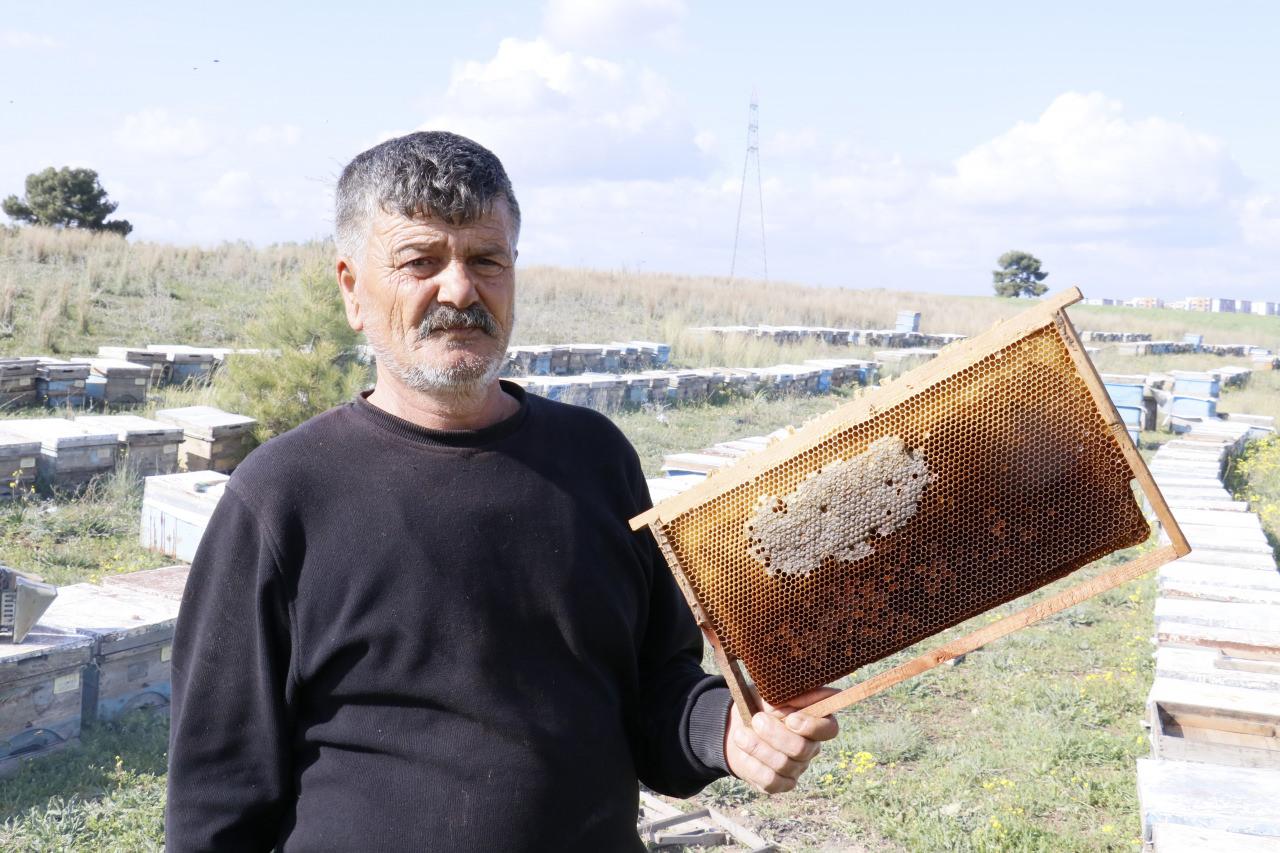 Adana'da hırsızlar 700 adet bal peteğini çalıp, yüzlerce arıyı telef ettiler