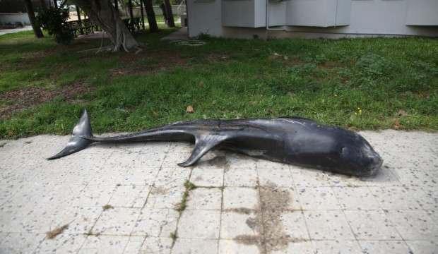 Mersin'de dev yunus balığı bu halde bulundu
