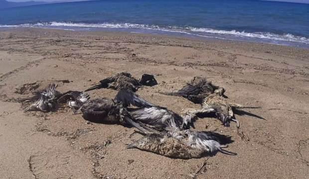 Aydın'da yelkovan kuşları ölü halde sahile vurdu