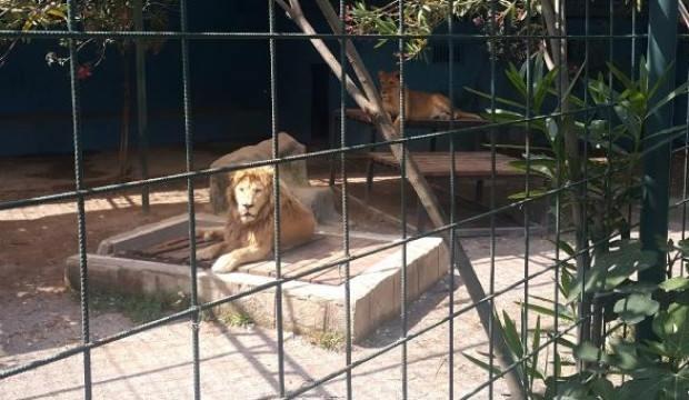 Antalya'da dehşet! 4 yaşındaki çocuğa aslan saldırdı
