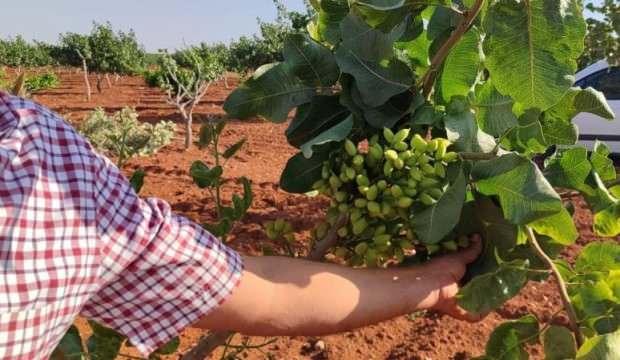 Gaziantep’te fıstık üreticilerini hayrete düşüren olay