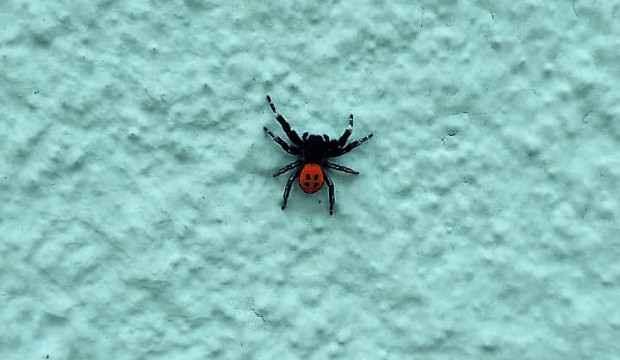 Zehirli 'uğur böceği örümceği' Denizli'de görüldü