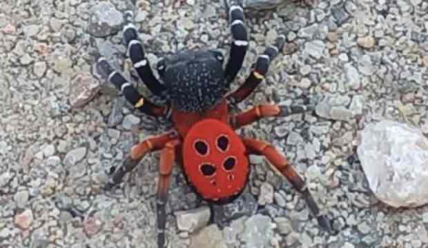 Zehirli örümcek bu defa Manisa'da görüldü