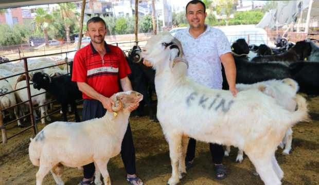 185 kiloluk keçi 20 bin liraya satıldı