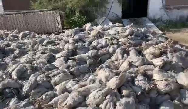 Diyarbakır'da feci olay! 20 bin tavuk telef oldu