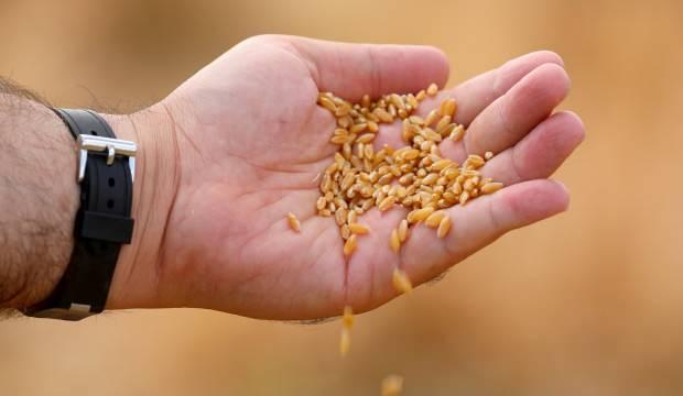 Gaziantep'te bölge için en iyi buğday çeşidi araştırılıyor