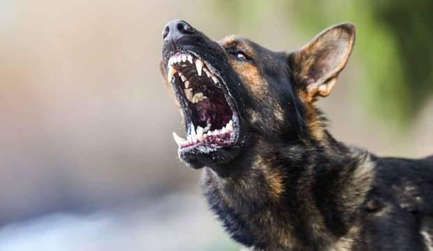 Başıboş köpek sorunu öyle bir noktaya geldi ki... Son rakamlar şoke etti!