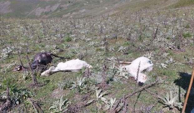 Tokat'ta 98 koyun soğuktan öldü