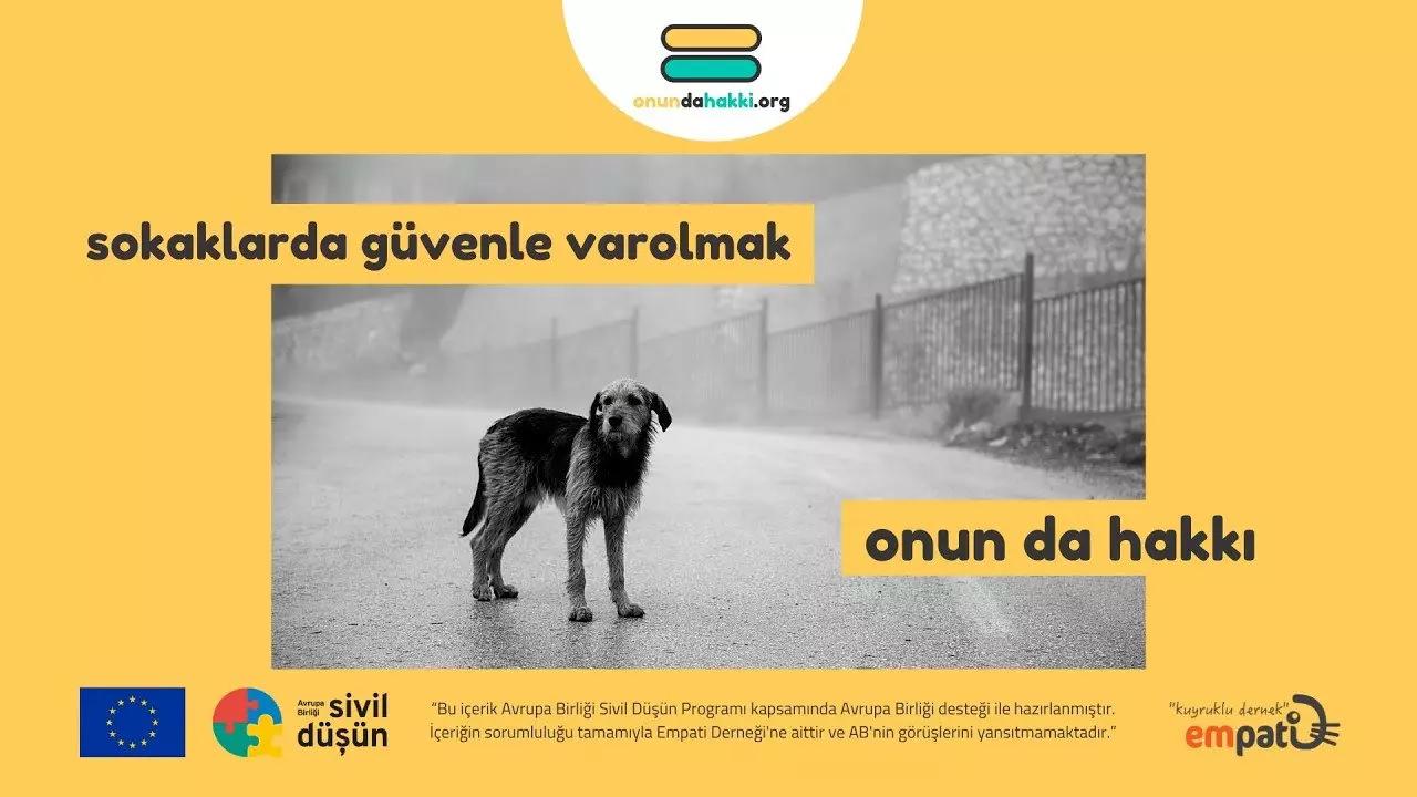 Avrupa ülkeleri, kendi sokaklarında başıboş köpeklere izin vermezken Türkiye'deki başıboş köpekleri çeşitli STK'lar aracılığıyla fonlamaya devam ediyor.