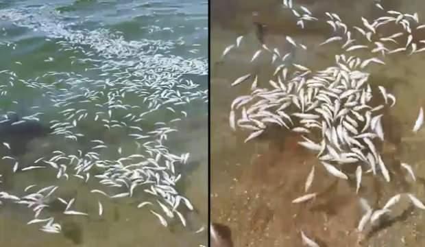 Mudanya sahiline çok sayıda ölü balık vurdu