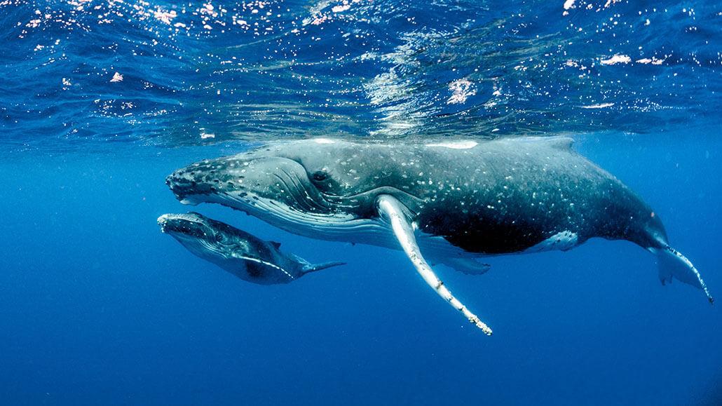 Rüyada balina görmek ne anlama gelir?