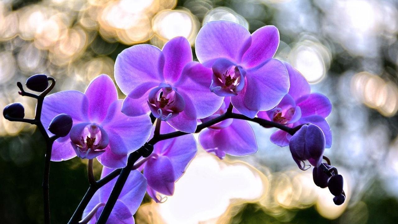 Çiçek vermeyen orkideleri coşturup anında çiçek açtıran o formül! Orkidenin çiçek açması için ne yapmalı?
