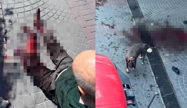 Bakırköy'de başıboş köpek dehşeti! Sokak kan gölüne döndü