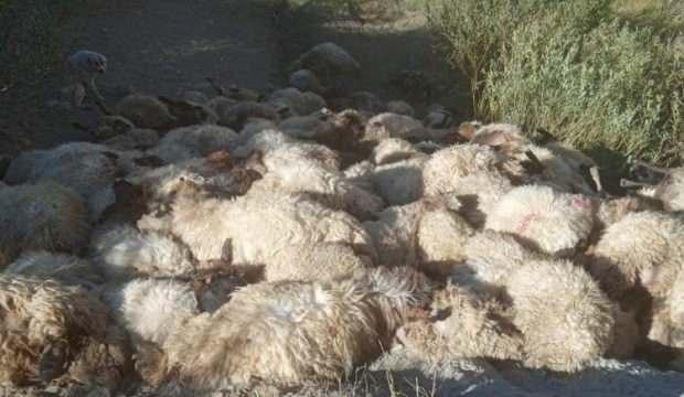 Hakkari'de 300 koyun birbirini ezerek öldürdü