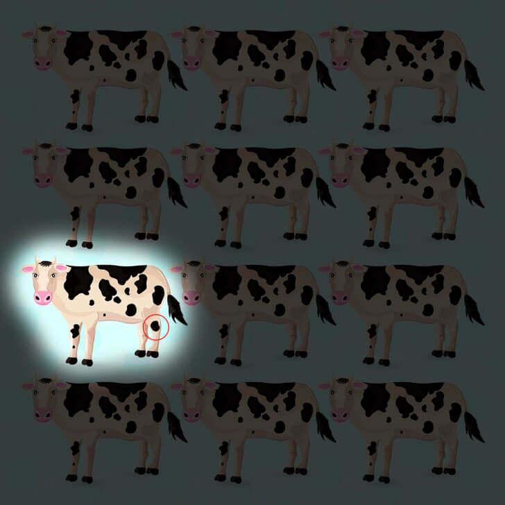 Zihin antrenmanı: Resimdeki inekler arasında diğerlerinden farklı olanı 9 saniyede bulabilir misiniz?