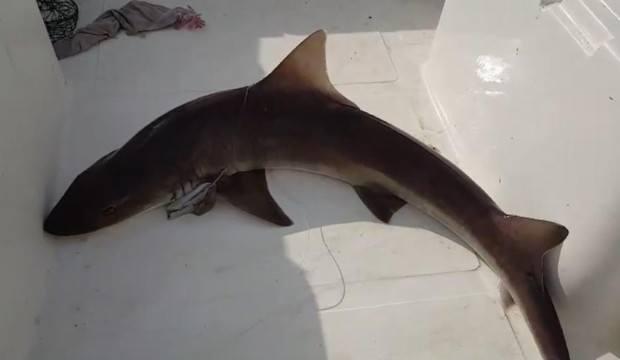 Muğla'da balıkçıların ağına köpek balığı takıldı