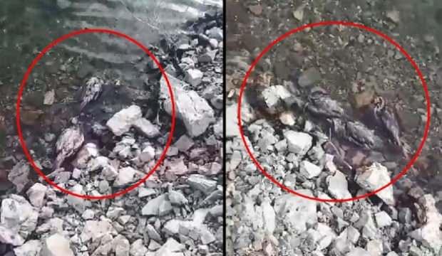 Elazığ'da tedirgin eden görüntü: Onlarca keklik ölü bulundu