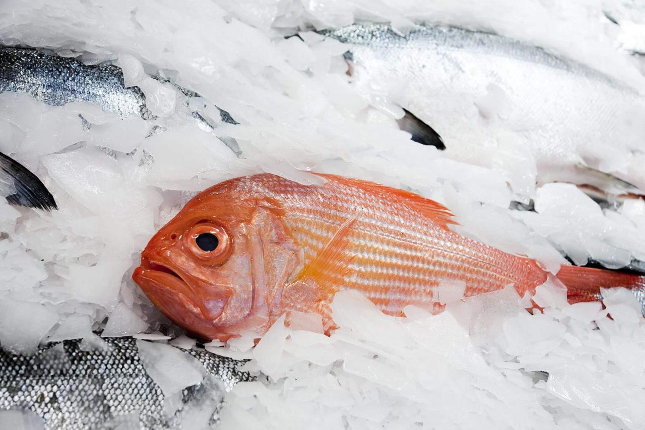 Buzdolabında balık nasıl saklanır? Çiğ balık dolapta bekletilir mi?
