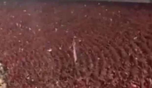 75 bin Mısır'lının 'etkileyici' Filistin tezahüratı!