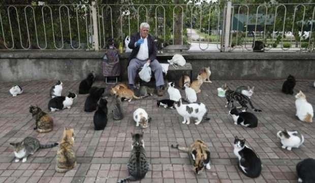 'Kedilerin babası', her sabah 700 kediyi doyuruyor