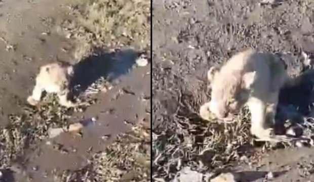 Şanlıurfa'da okul çıkışı öğrenciler yavru aslan buldu