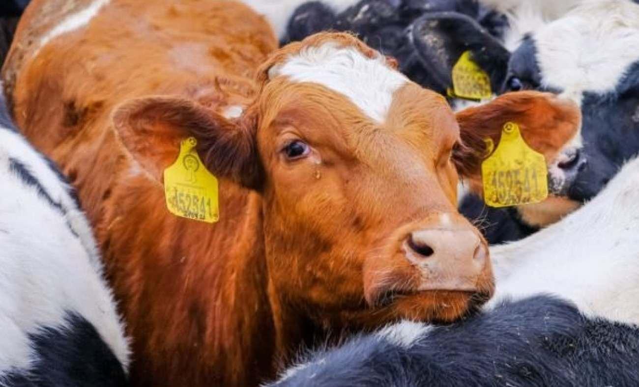 Kurban kesmenin hükmü nedir? Kurban hissesi kimlere verilir