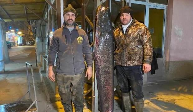 Amatör balıkçılar yakaladı: Tam 2 metre boyunda