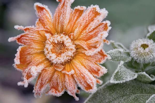 Bitkilerin soğuk havadan etkilendiğini nasıl anlarsınız? Soğuk havadan etkilenen bitkiye nasıl müdahale edilmeli?