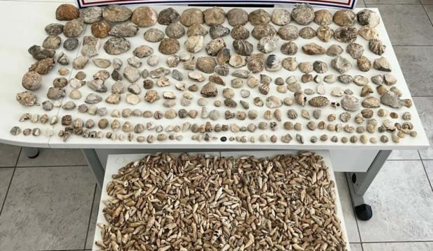 Karaman'da binlerce fosil ele geçirildi