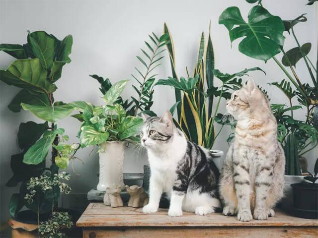 Hayvan dostu ev bitkilerini keşfedin: Evcil hayvanlar için zararsız ev bitkiler