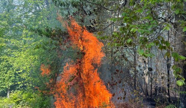 Sakarya'da orman yangını: 5 dönümlük alan zarar gördü